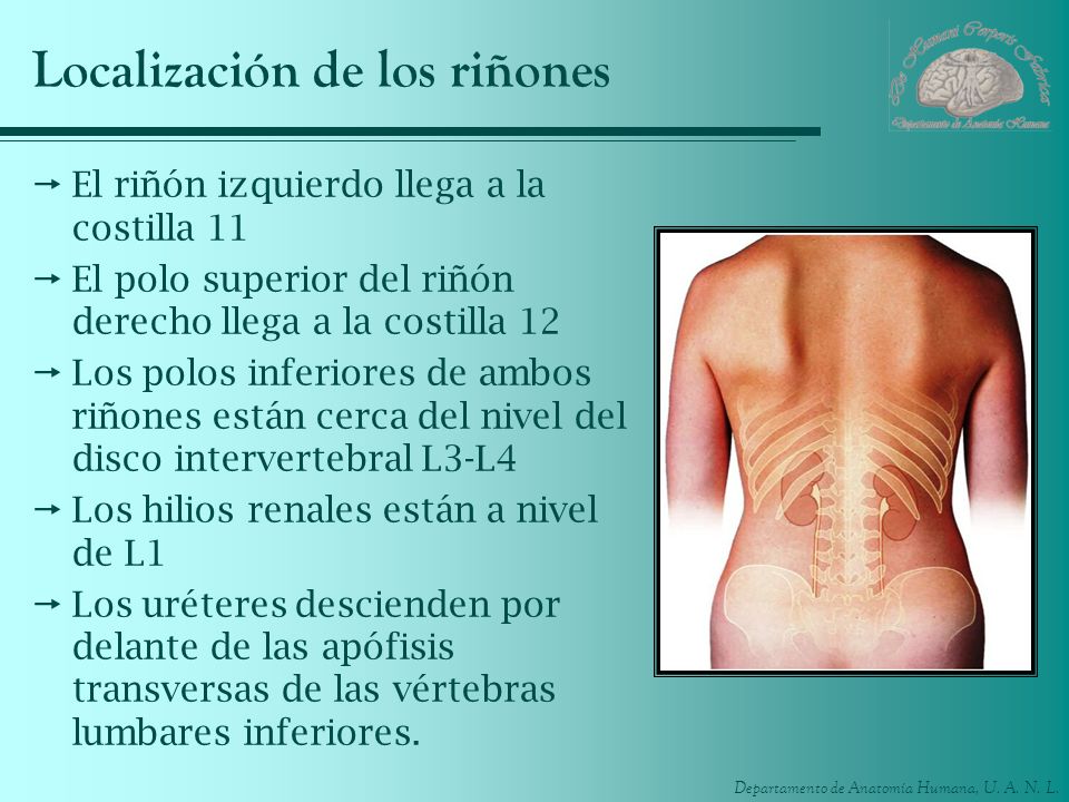 Las hernias intervertebrales en el departamento lumbar